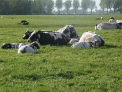 Afbeelding invoegen