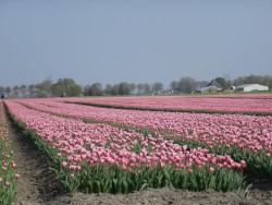 Afbeelding invoegen